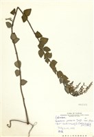 藏品(臺灣黃芩(臺灣立浪草))的圖片